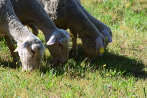 moutons qui mangent de l'herbe