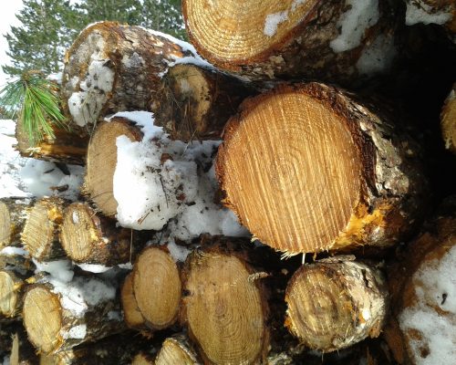 201402_Expl_forestiere_Causse_Mejean_Florac (7)