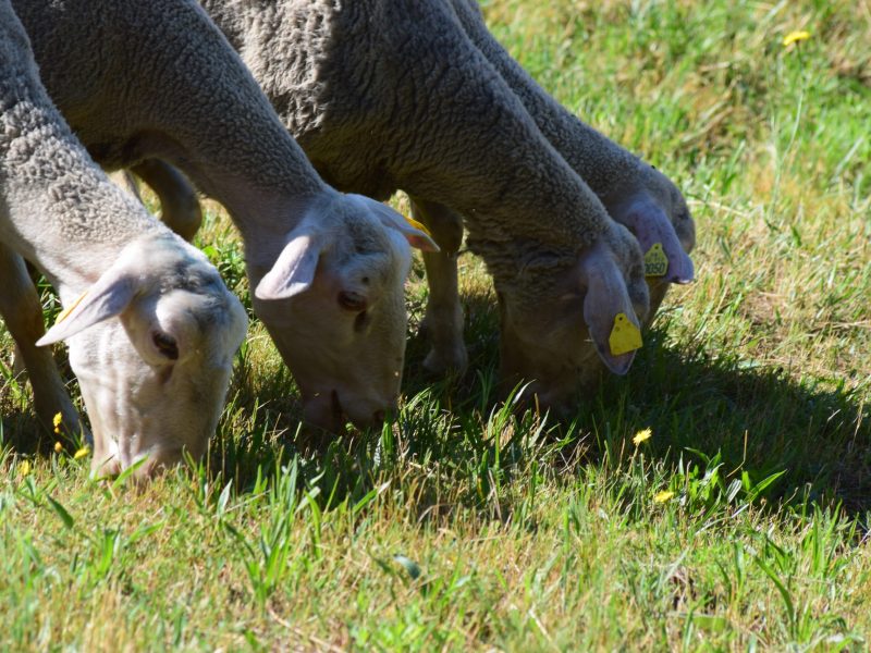2015-06-mouton-mijavols (13)