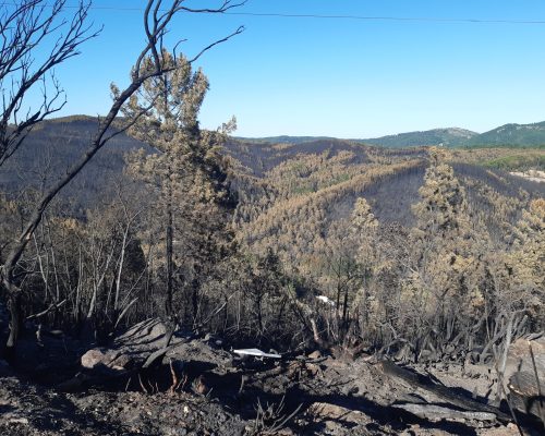 Forêt incendiée de Bordezac - Crédit Pays Cévennes